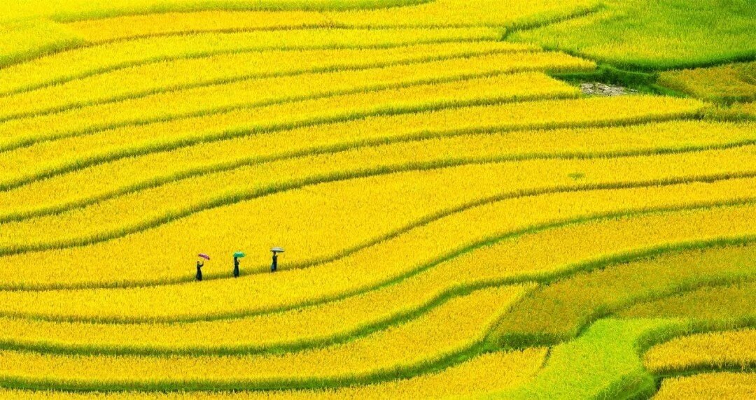 打米铺子大米种植摄影图